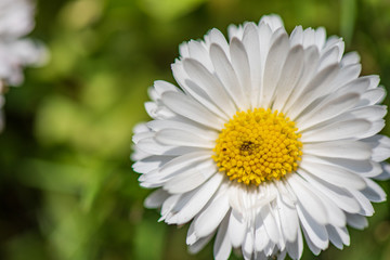 Obraz premium Loose spring flower. Photographed close-up.