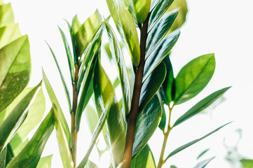 Fototapeta na wymiar Zamioculcas houseplant leaves in summer sunshine. A dollar tree that brings luck. A natural green background. A concept of home gardening. Copy space.