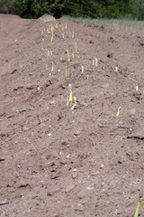 Spargelfeld mit herausgewachsenem fränkischen Spargel