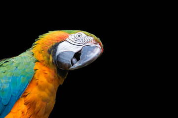 Curious Blue-and-yellow macaw isolated on black (Ara ararauna)
