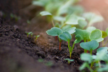 Young radish sprouts are growing from the soil with sunlight.
