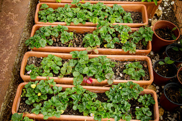 Green plants strawberry in the vegetable garden on the ground. on the tree