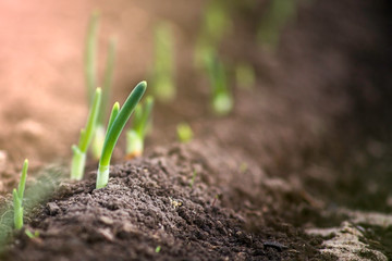 Young onion sprouts are growing from the soil with sunlight.