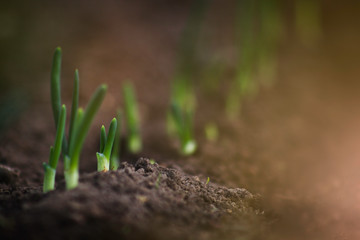 Young onion sprouts are growing from the soil with sunlight.