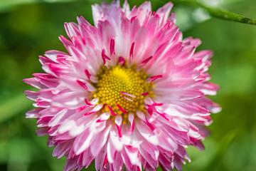 Loose spring flower. Photographed close-up.