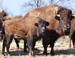 Mama and baby buffalo in a field