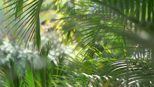 Palm trees background in 4k slow motion 60fps