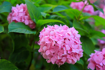 Picturesque Beautiful pink hydrangea flower on a background of green leaves in spring. Scenic blooming hortensia in summer