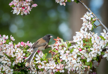 A Junco 