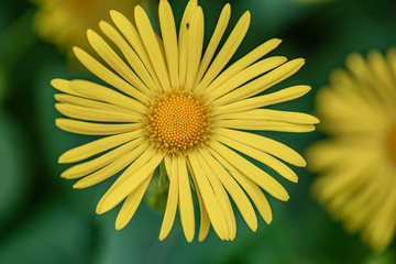 Loose spring flower. Photographed close-up.