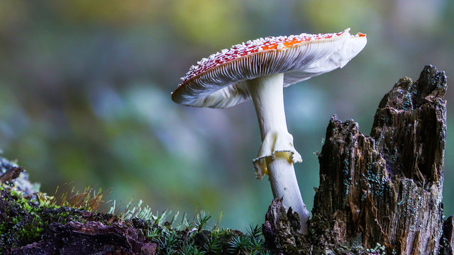 Mushroom