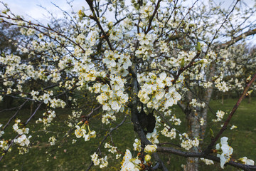 flowering plum tree, branches with flowers close-up, focus and sharpness in the middle