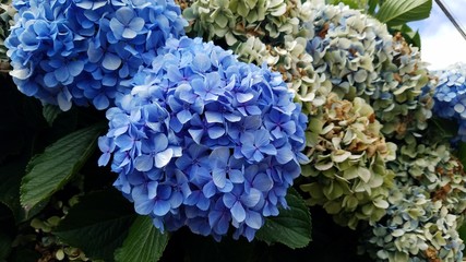 Blossoming hydrangeas on the islands of Azores, Portugal in the summer month.