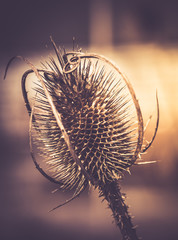 Dried flower