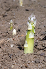 Spargelfeld mit herausgewachsenem fränkischen Spargel