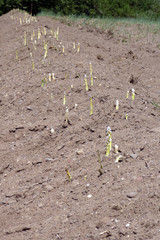 Spargelfeld mit herausgewachsenem fränkischen Spargel