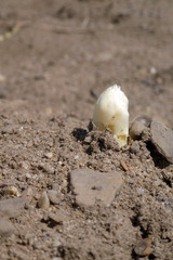 Spargelfeld mit herausgewachsenem fränkischen Spargel