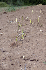 Spargelfeld mit herausgewachsenem fränkischen Spargel