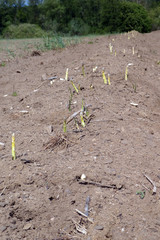 Spargelfeld mit herausgewachsenem fränkischen Spargel