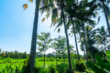 Palm tree lined rice paddies Bali Indonesia
