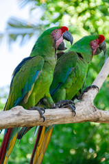 Green parrots Bird Park Bali Indonesia