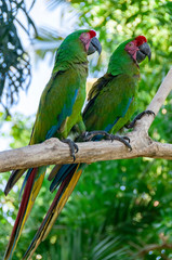Fototapeta na wymiar Green parrots Bird Park Bali Indonesia