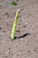 Spargelfeld mit herausgewachsenem fränkischen Spargel