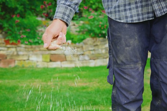 one man farmer is fertilizing the lawn soil. male hand of worker,  Fertilizer For Lawns in springtime for the perfect lawn. Organic lawn fertilizer in man's hand on garden background. 