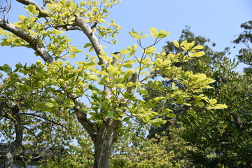 White magnolia tree / Magnoliaceae deciduous tree