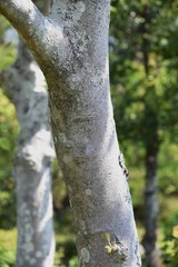 White magnolia tree / Magnoliaceae deciduous tree