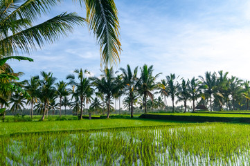 Rice terraces Bali Indonesia
