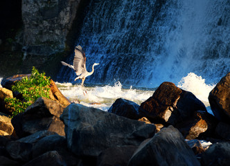 A gray heron flying low over the turbulent water behind a large dam.