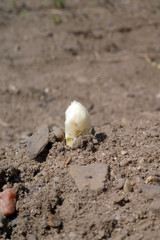 Spargelfeld mit herausgewachsenem fränkischen Spargel