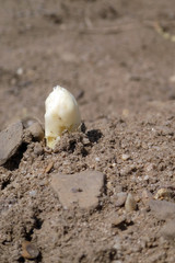 Spargelfeld mit herausgewachsenem fränkischen Spargel