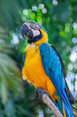 Blue throated macaw Bird Park Bali Indonesia