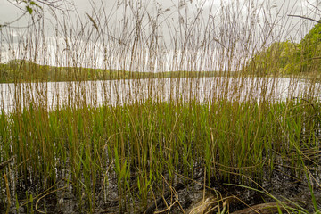 Grass on the lake. Rusalka lake in Poznan (Posen), Poland.