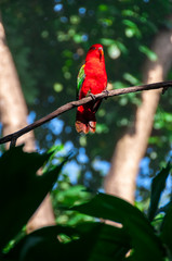 Amboina King Parrot Bird Park Bali Indonesia