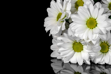 bouquet of chrysanthemums on a black background
