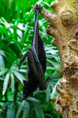 Hanging bat Bird Park Bali Indonesia