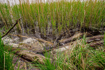 Grass on the lake. Rusalka lake in Poznan (Posen), Poland.