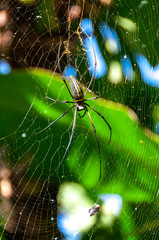 Tropical spider Bird Park Bali Indonesia