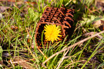 Yellow dandelion flowers in a metal mesh. Flower behind bars.