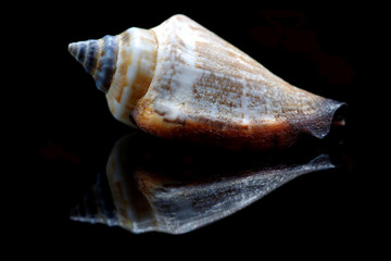 Sea shell on black background - 345167706