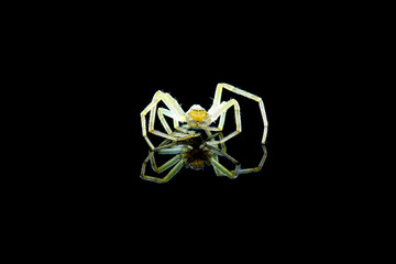 Spider on black background - 345167709