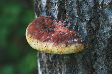 Orange tree mushroom on a tree trunk close-up. Interesting natural texture.