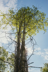 Two tall trees next lit by the sun against a blue sky with clouds. Photo of the nature of Siberia in Russia. Landscapes on a sunny day.