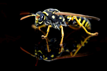 Wasp on a black background - 345167743