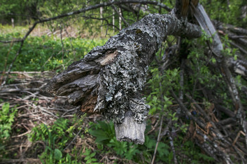 Broken old tree in the spring forest. Photo of the nature of Siberia in Russia. Landscapes on a sunny day.