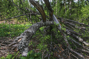 Broken old tree in the spring forest. Photo of the nature of Siberia in Russia. Landscapes on a sunny day.