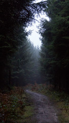 Obraz premium In den Märchenwald